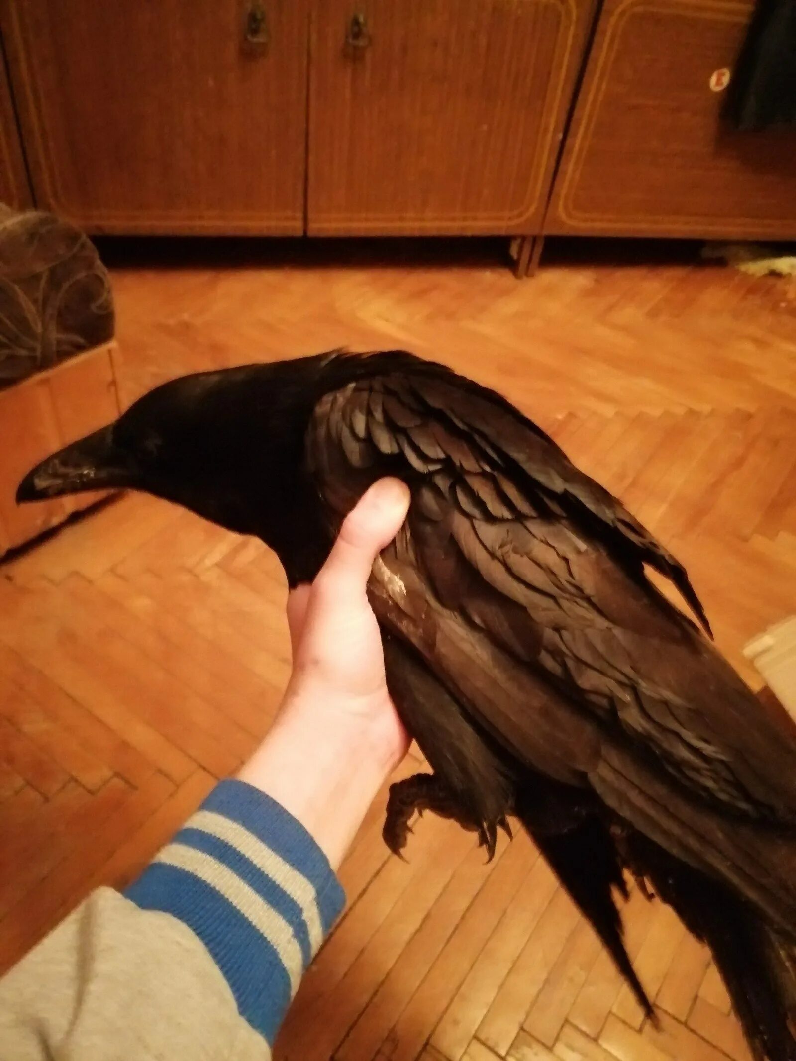 Ворон обыкновенный. Американский ворон. Нужны ли вороны. Ворона. Ручной ворон.