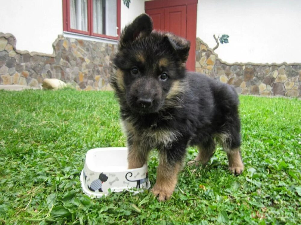 Кутята немецкой овчарки. Щенок немецкой овчарки 1 месяц. Собачки овчарки щеночки. Щенок немецкой овчарки 4 месяца. Авито щенки овчарки.