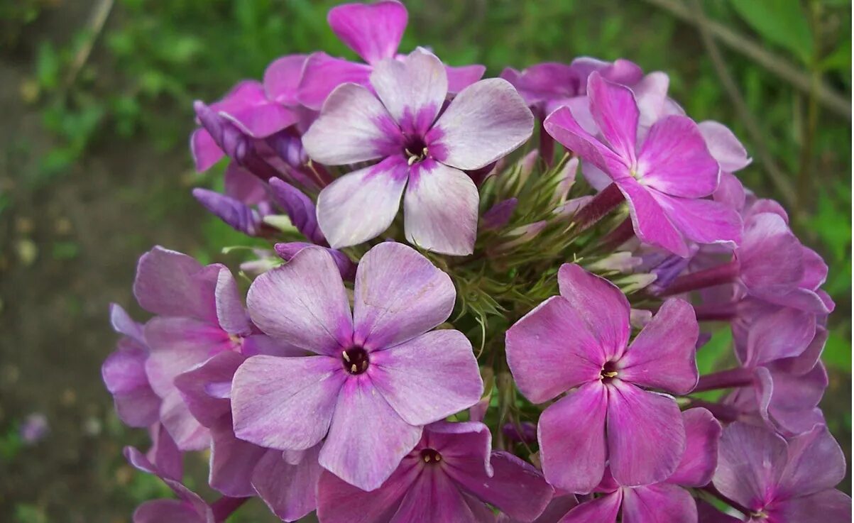 флокс метельчатый князь серебряный. флокс элегия. флокс князь серебристый. флокс метельчатый князь серебрянный. флокс флокс серебряный век.