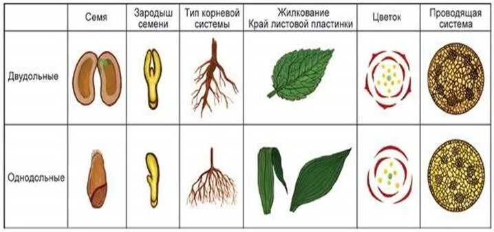 Выбрать признаки двудольного растения корневая система
