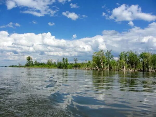 Половодье обь. Волгаахтубинская пойма паловодие. Излучина реки обь. Половодье реки обь. Весеннее половодье реки обь.