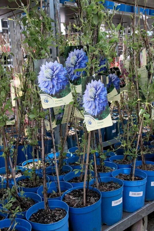 Сейма гарден садовый центр володарск. Гарденплантс растения. Интернет магазин саженцев. Питомник растений лесной городок. Плодовка гарденвуд.