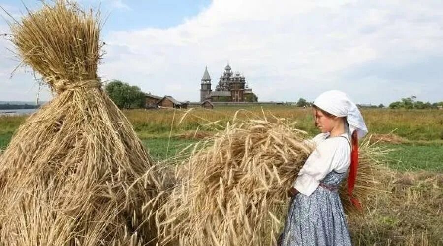 Тяжелые снопы. Женщины убирают сено. Девушка со снопом пшеницы. Поле льна уборка. День снопа Велеса.