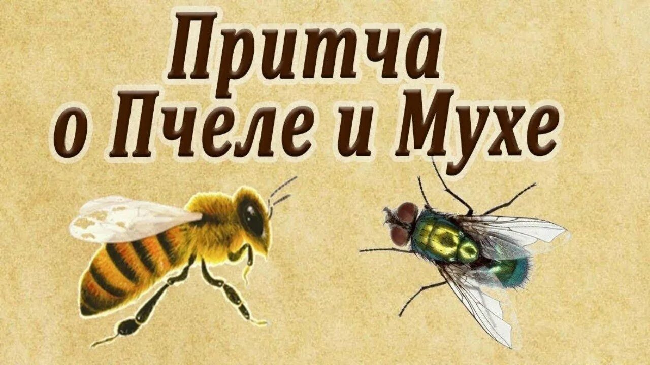 Притча о пчеле и мухе. Муха и пчела. Притча о пчеле и мухе для тех кто привык обвинять других. Короткая и мудрая притча о пчеле и мухе.