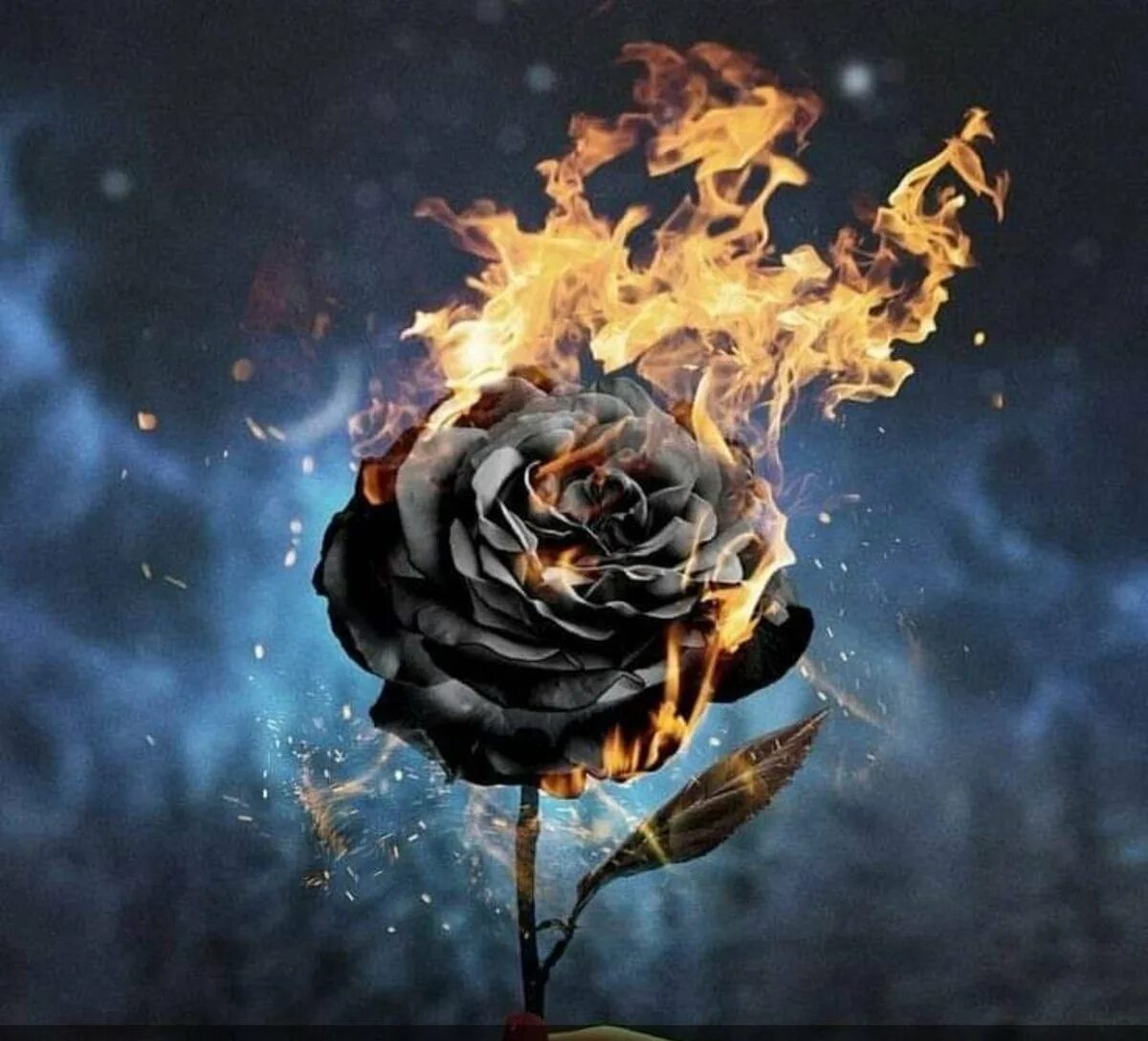 Burnt roses