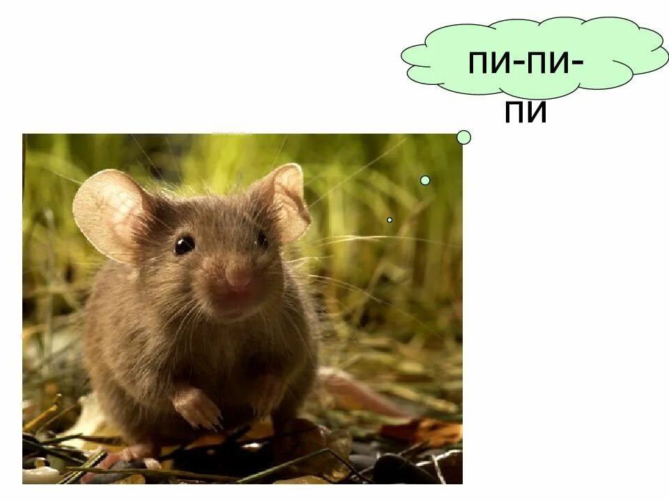 Мышка какие звуки