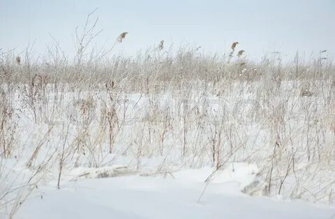 Пусто зимой в степи