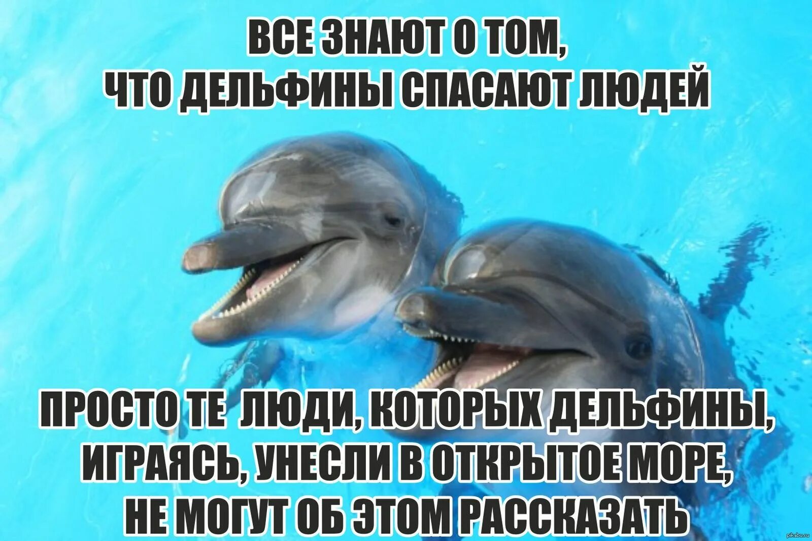 Доброе утро дельфины картинки. Доброе утро дельфины картинки