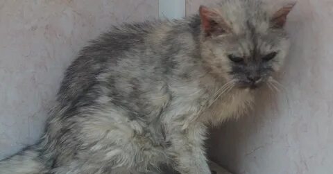 Выгнала кошку из дома