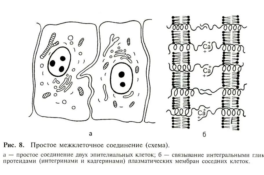 Межклеточные контакты гистология схема. Простое межклеточное соединение. Простое межклеточное соединение гистология. Простые межклеточные контакты гистология.