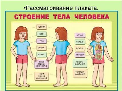 Строение туловища человека