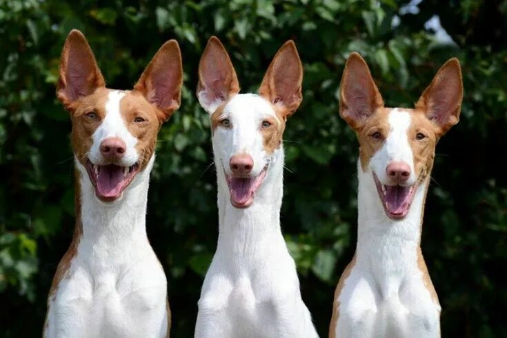 12 Curiosidades sobre los Podencos - Todo mascotas Perros, Perros lindos, Razas 
