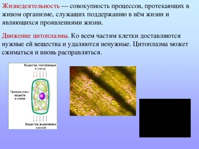 Процессы жизнедеятельности клетки 5 класс биология. Процессы жизнедеятельности клетки 5 класс кратко. Процессы жизнедеятельности клетки 5 класс движение цитоплазмы. Жизнедеятельность клетки движение цитоплазмы 5.