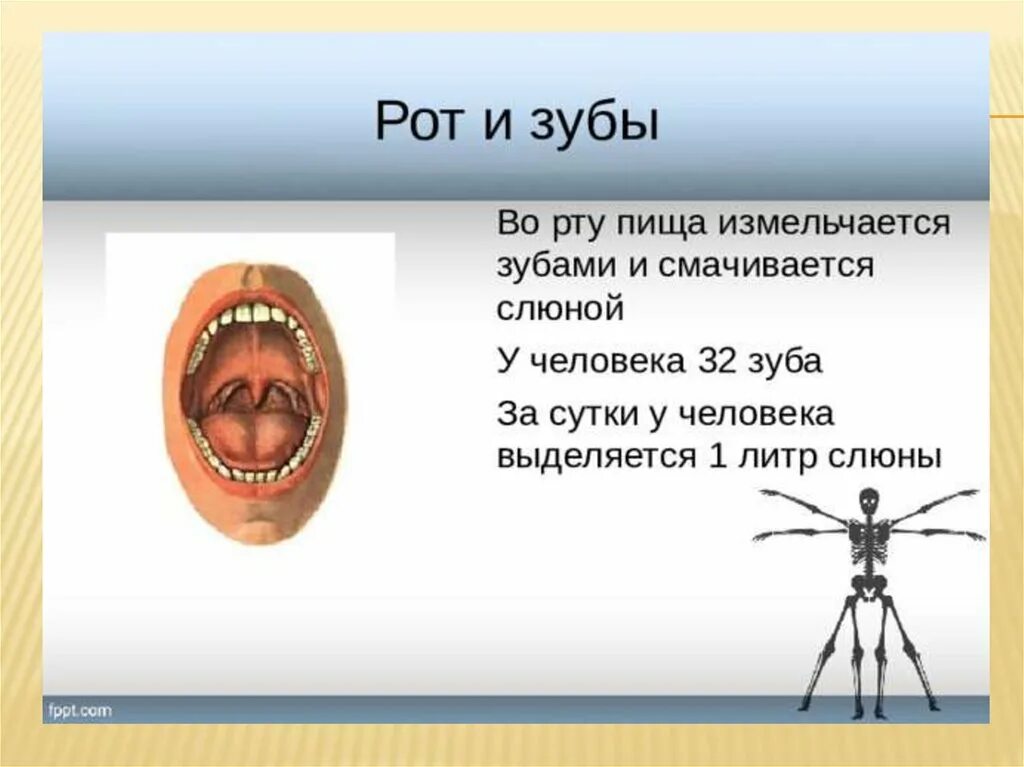 Рта класс. Пищеварительная система зубы. рот человека презентация. пищеварительная система 4 класс окружающий мир.
