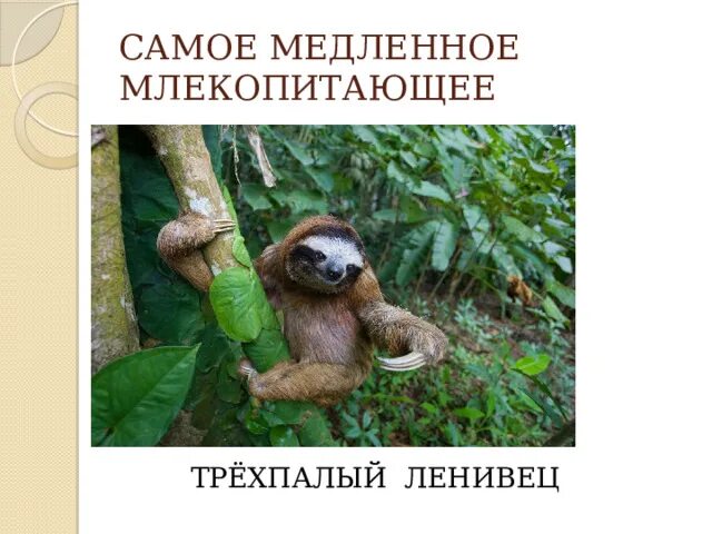 Самое медленное млекопитающее