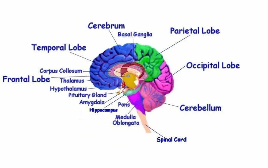 Английский brains. Головной мозг на английском. Function of occipital Lobe. Brain structure. The Medulla Oblongata без фона.