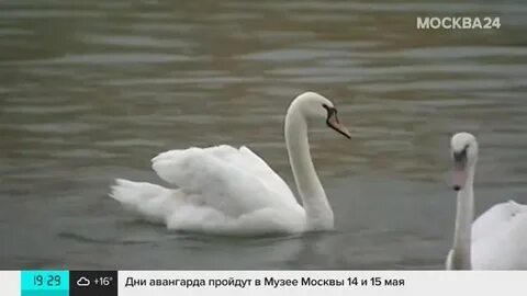 Белая вернулась