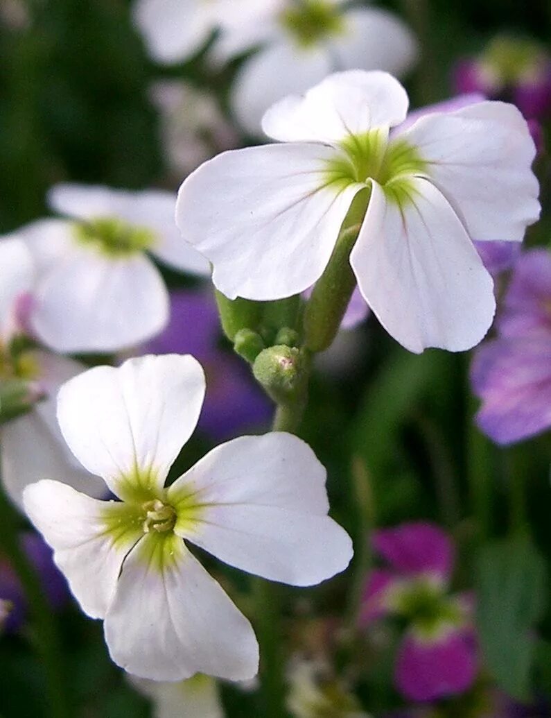 Малькольмия. Малькольмия Приморская (Malcolmia maritima)…. Малькольмия Приморская Вирджиния. Малькольмия Африканская. Малькольмия Приморская Лесные ягоды.