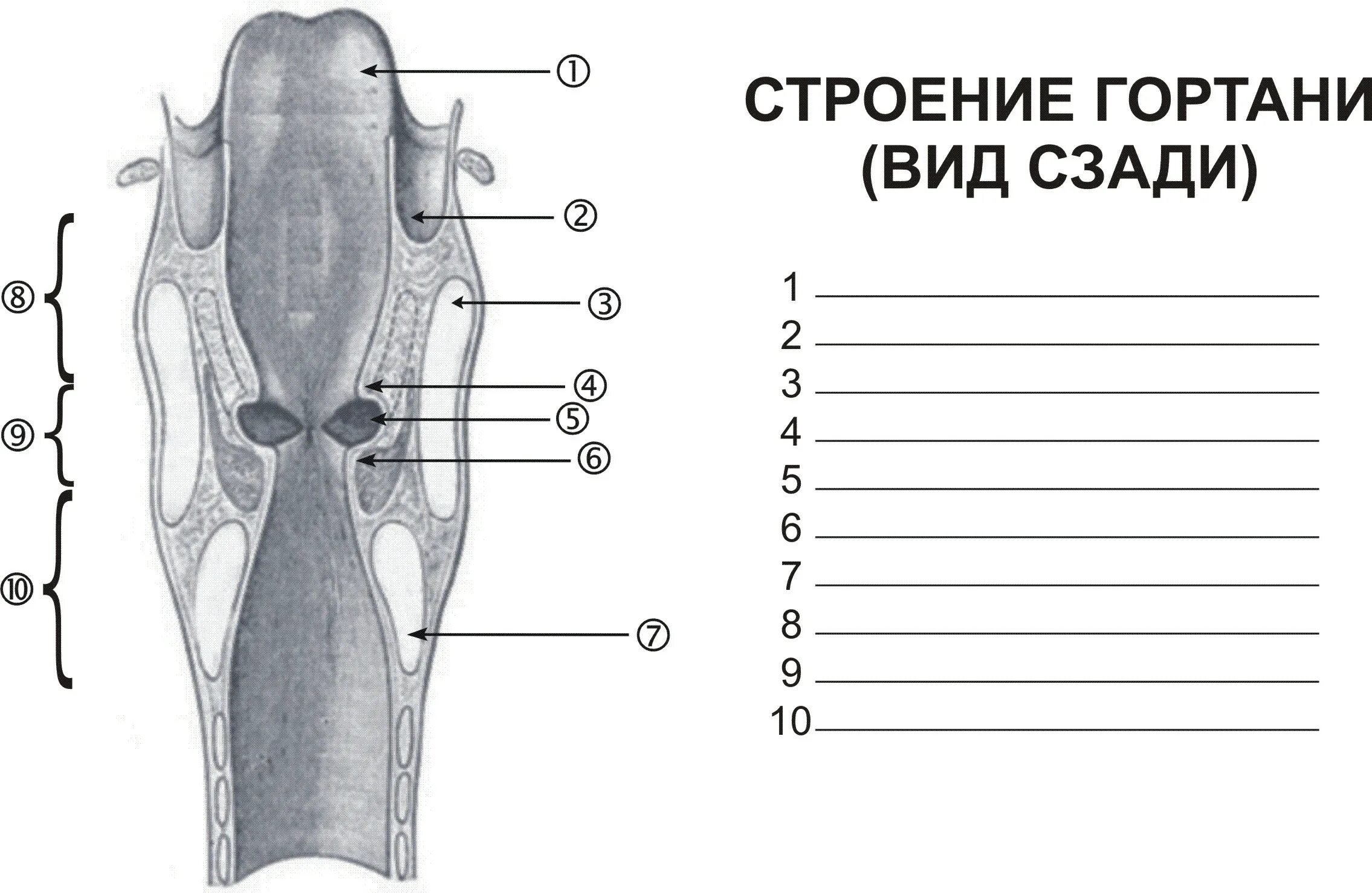 На рисунке изображено строение гортани выберите две. Строение гортани. Гортань анатомия.