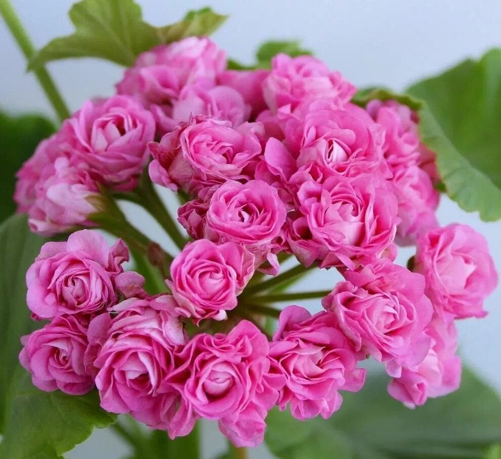 Пеларгония австралиан пинк. Пеларгония pink rosebud. Пеларгония swanland pink. Пеларгония розебудная swanland pink. Пеларгония pink rosebud.