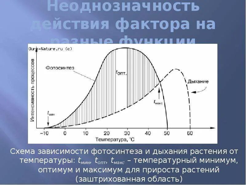 Фотосинтез достигает оптимума при более низких температурах. График интенсивности фотосинтеза. Лимитирующий фактор фото. Влияние температуры на фотосинтез растений. Зависимость интенсивности фотосинтеза от температуры.