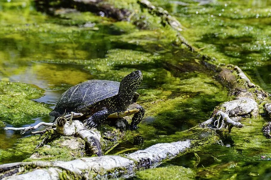 Крупное водное пресмыкающееся. Колхидская Болотная черепаха. Европейская Болотная черепаха. Астраханская Болотная черепаха. Европейская Болотная черепаха в России.
