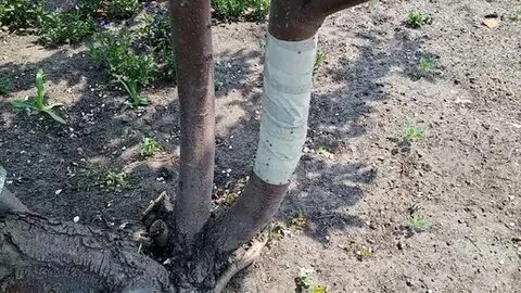 Скажи яблоня