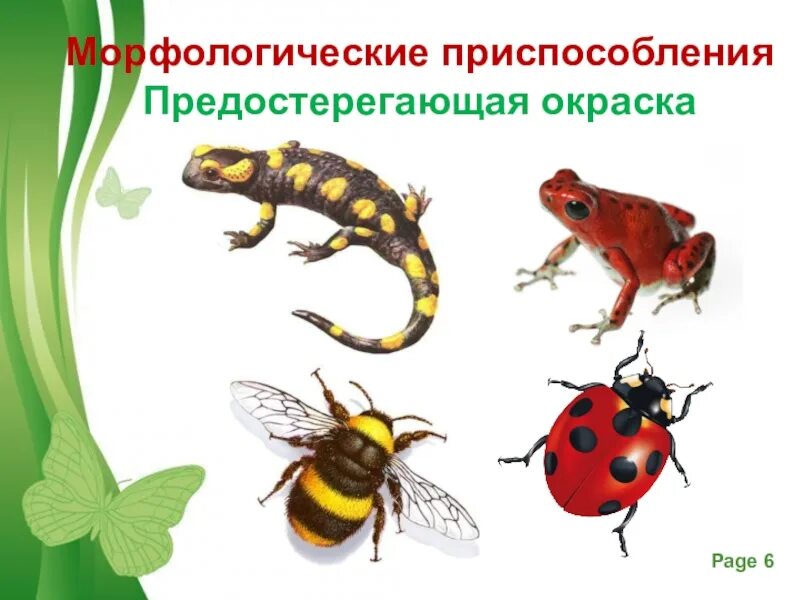 Предупреждающие окраски животных. Морфологические адаптации предостерегающая окраска. морфологические приспособления. приспособленность предупреждающая окраска. приспособления предостерегающей окраски.