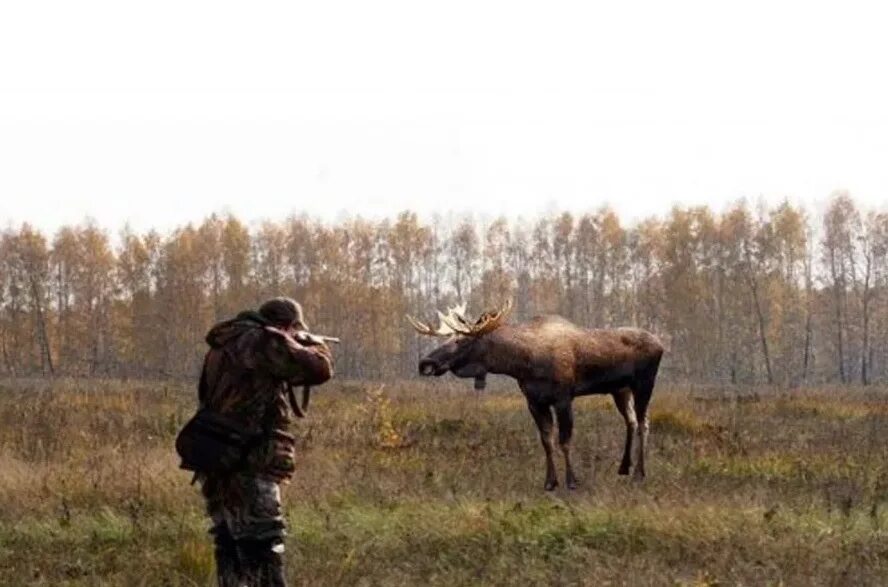 На лося пойду. Охота.лося. Загонная охота. Незаконная охота в Ярославской области. Охота на кабана в Ярославской области 2022.