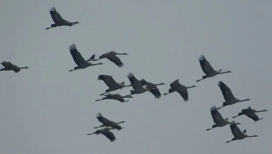 Птицы прилетели. Перелетные птицы улетают на Юг. Журавлиный Клин в Тамбове.