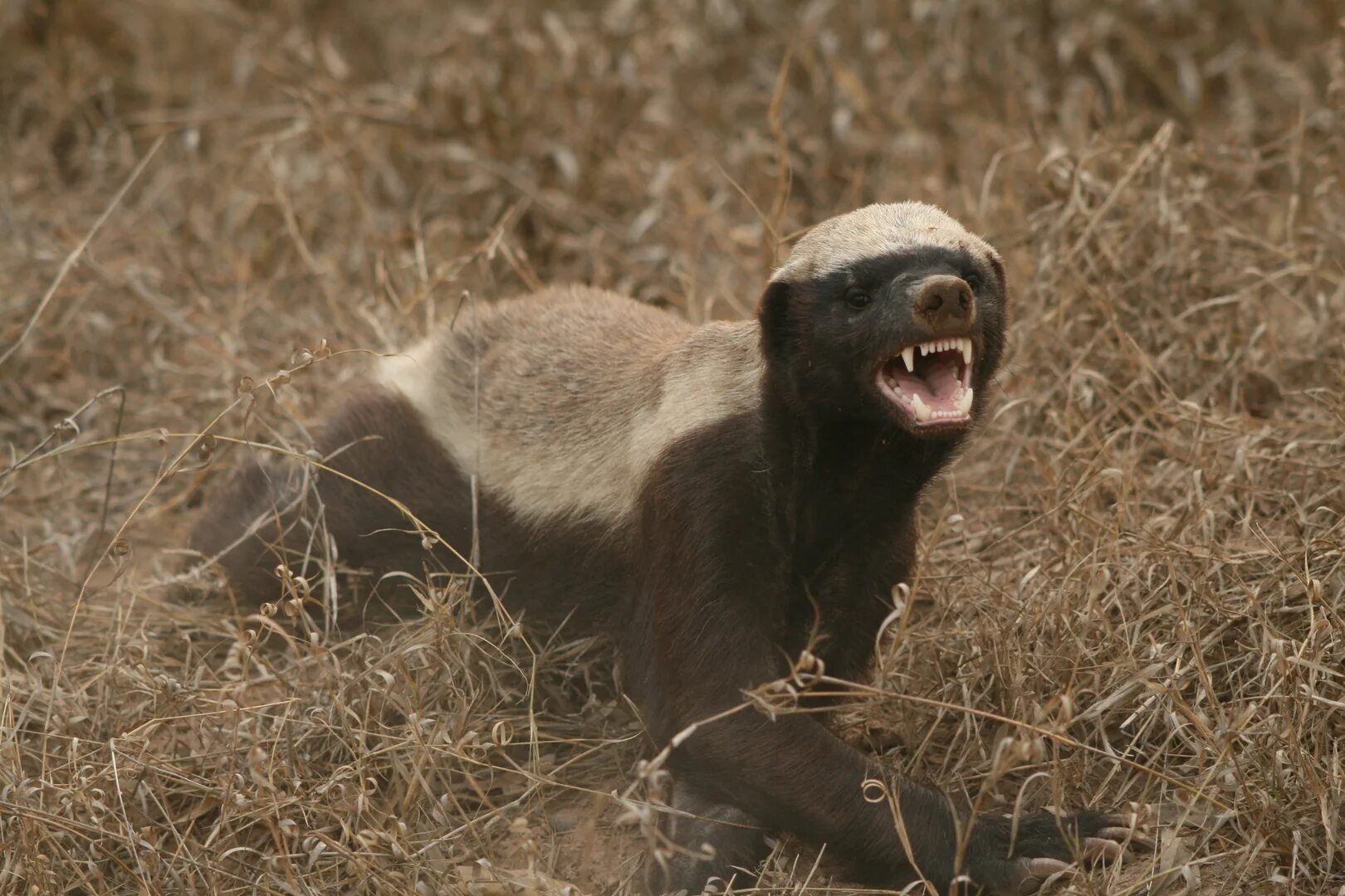 Медоед ворлд. Ареал медоеда. медоеды змеиные убийцы. ныааа honey badger. медоед побег.