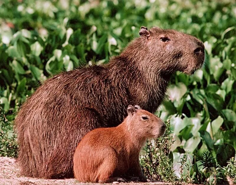 Animal latin. Капибара Льянос. Сельва амазонки капибара. Капибара эндемик Южной Америки. Капибары в Аргентине.