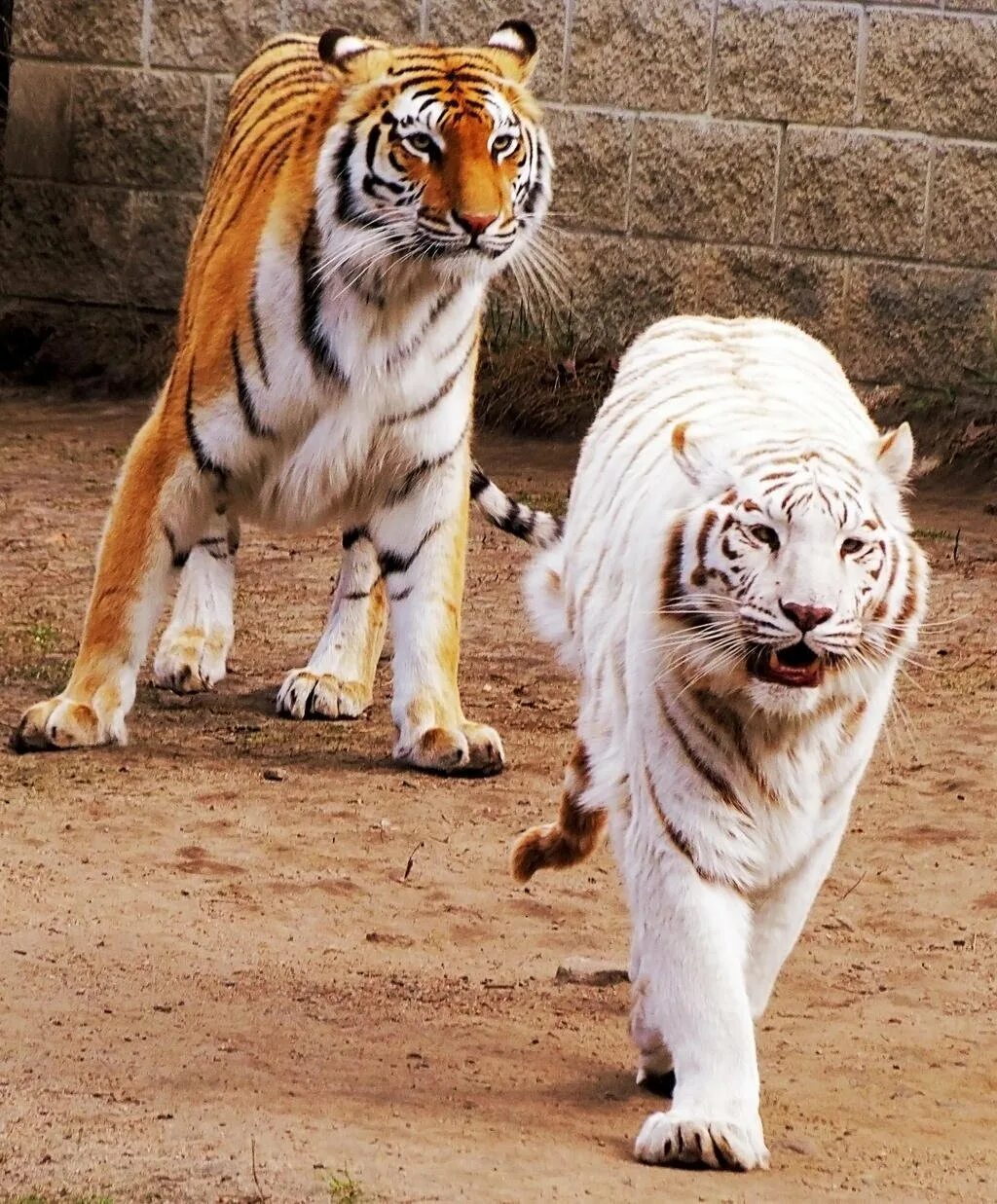 Про лев тигра. Золотой тигр альбинос. Амурский тигр альбинос. Бенгальский тигр альбинос. Золотой бенгальский тигр альбинос.