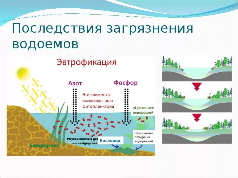Эвтрофикация загрязняющие вещества. Антропогенное эвтрофирование водоемов. Процесс цветения воды называется. Какие изменения в пруду могут произойти. Вторичная сукцессия зарастание озера.