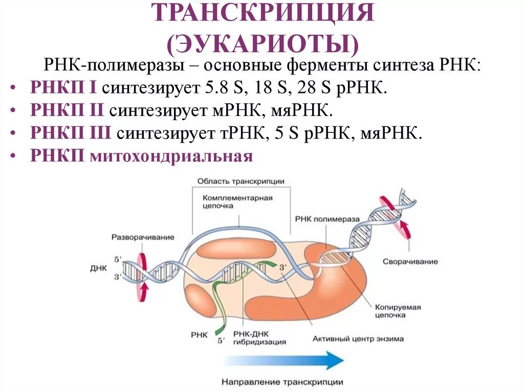 РНК полимераза функции в транскрипции. РНК полимераза эукариот строение. РНК-полимеразы эукариот и их функции.. Структура РНК-полимераз эукариот.