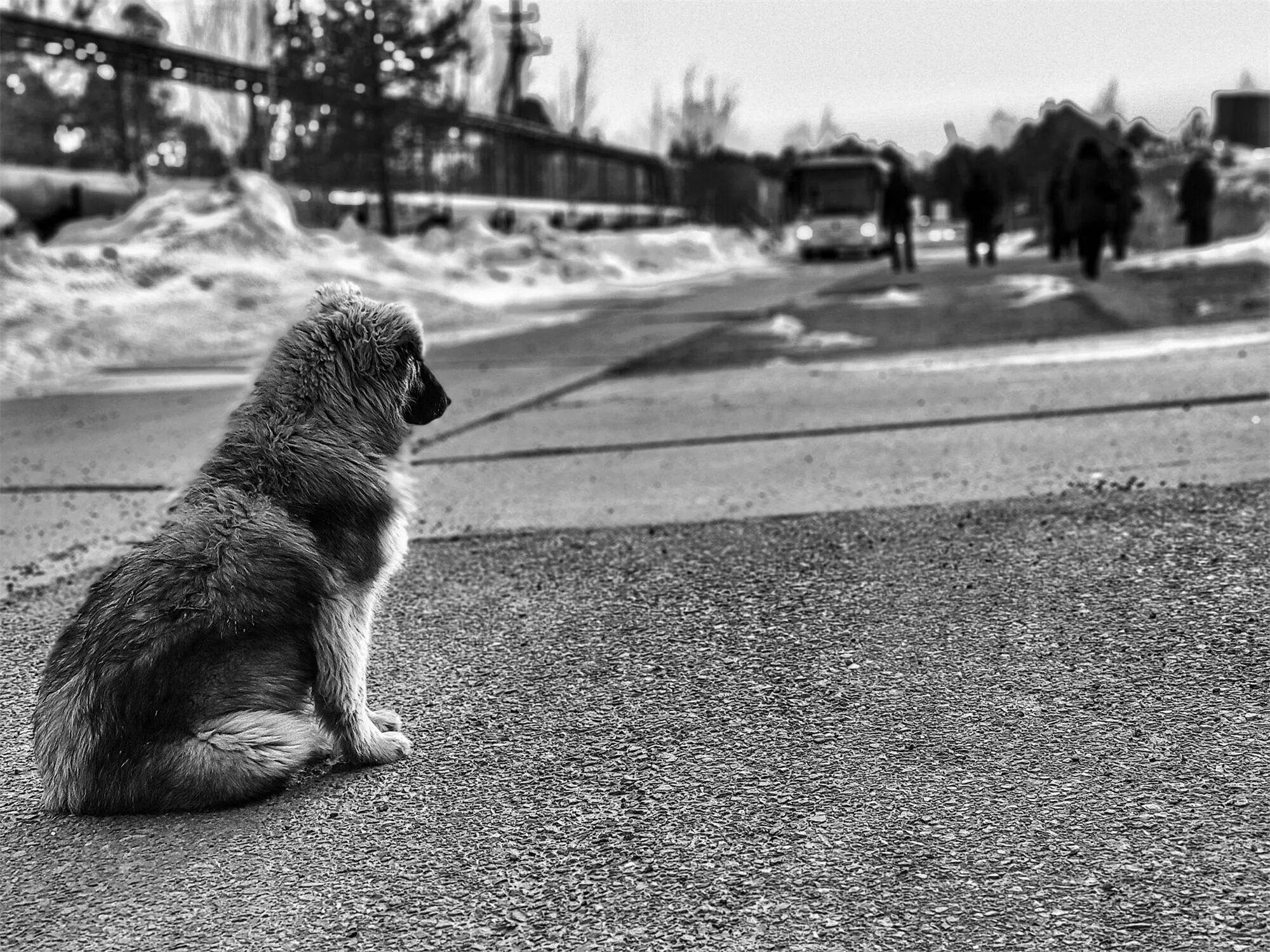 Грустная собака. Одинокая собака. Одиночество с собакой. Грустные картинки. Жалкая сука