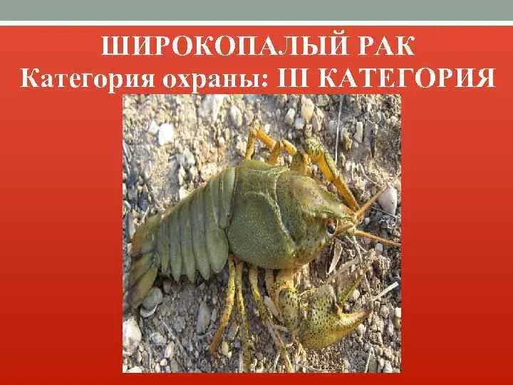 Презентация по окружающему миру на тему "Всё о речных раках" ( 2класс, окружающи