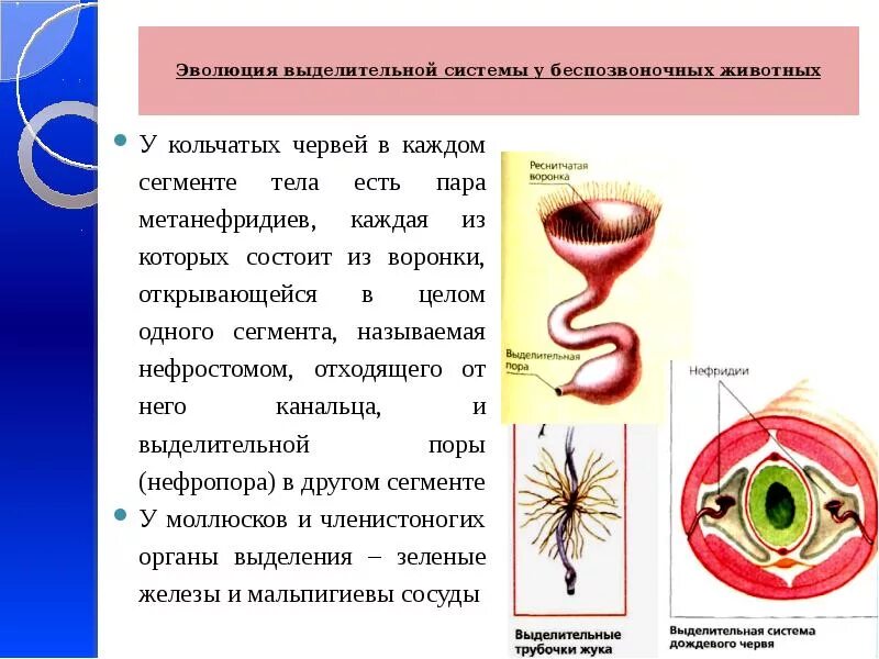 Тип кольчатые черви выделительная система. Тип кольчатые черви выделительная система