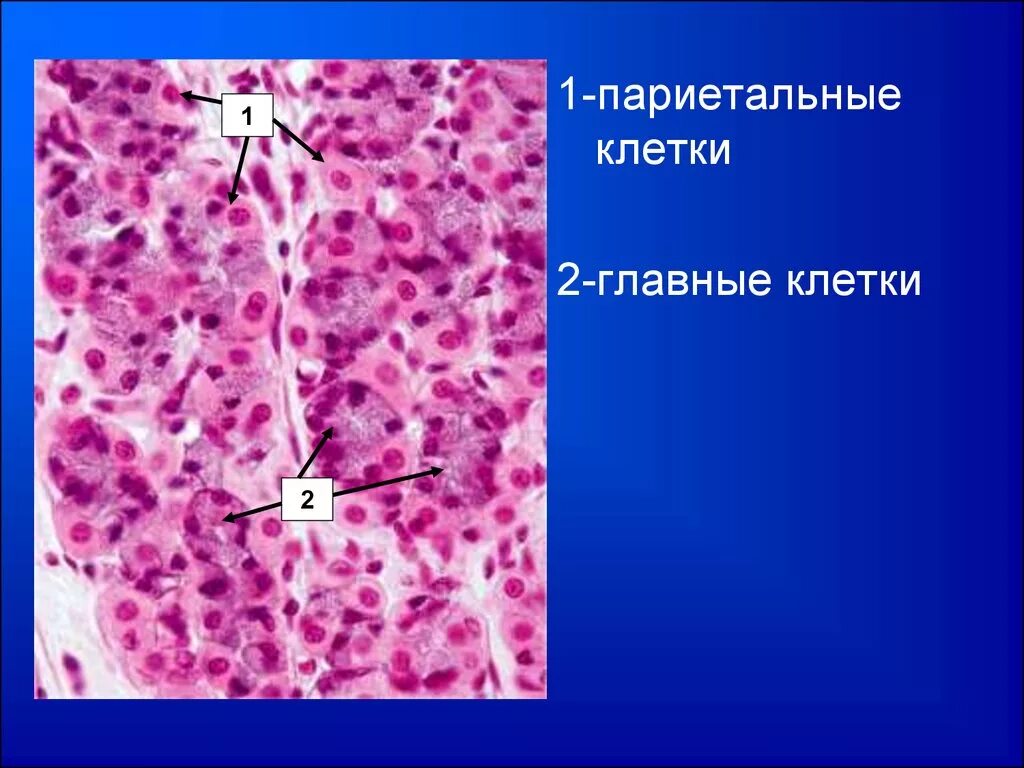 Слизистые клетки секрет. Париетальные и обкладочные клетки желудка. Париетальные клетки желудка. Паритальные клетки желудка. Париетальная клетка гистология.