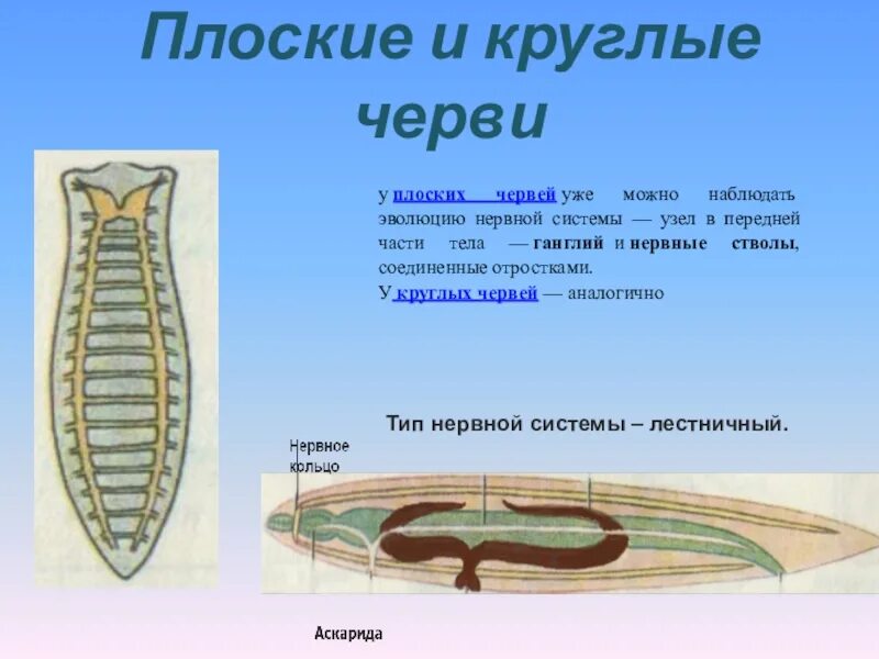 Плоские черви нервная система. Лестничная нервная система у плоских червей. Тип нервной системы у круглых червей. Нервная система лестничного типа у плоских червей