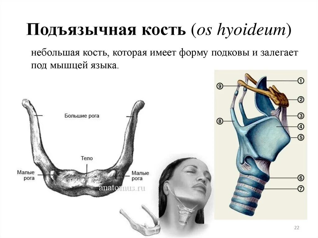 Строение черепа подъязычная кость. Подъязычная кость билич. Подъязычная кость тип кости. Подъязычная кость анатомия человека функции. Подъязычная кость черепа анатомия человека.