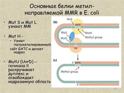Главный белок