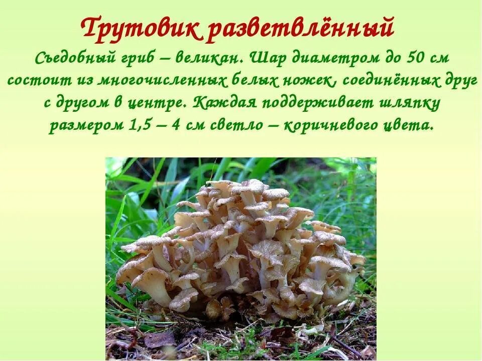 Трутовик сообщение. Гриб баран трутовик зонтичный. гриб грифола. грифола курчавая съедобные грибы. гриб трутовик разветвленный.