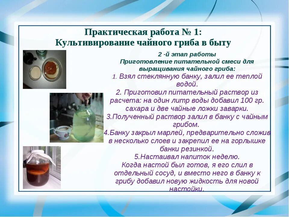 Как правильно пить чайный гриб и сколько. Чайный гриб в 3 литровой банке. чайный гриб приготовление. чем полезен чайный гриб. чайный гриб приготовление в домашних.