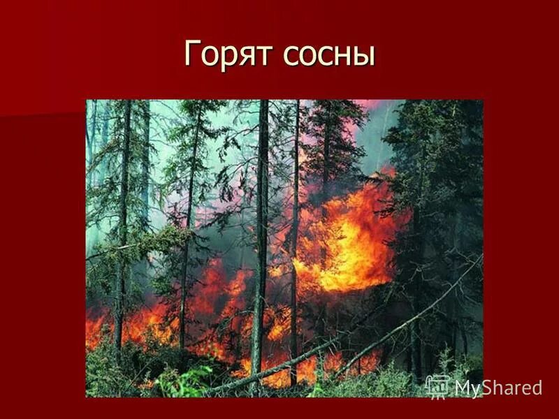 сгоревшая сосна. сгоревшее дерево. горящий костер в лесу. дерево в огне. пожар леса.