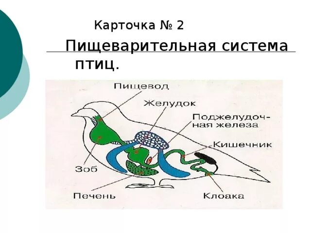 Пищеварительные железы птиц. Схема пищеварительной системы птицы. Пищеварительная система система птиц. Пищеварительная система птиц птиц. Схема пищеварительной системы птицы рисунок.