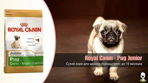 Корм для мопсов