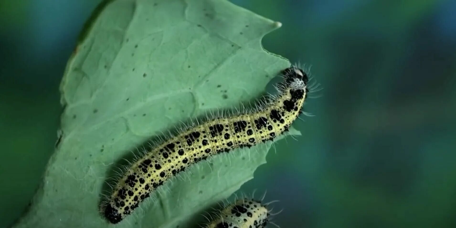 On my site cabbage always whole, caterpillars "avoid" it. Secret in ashes and in