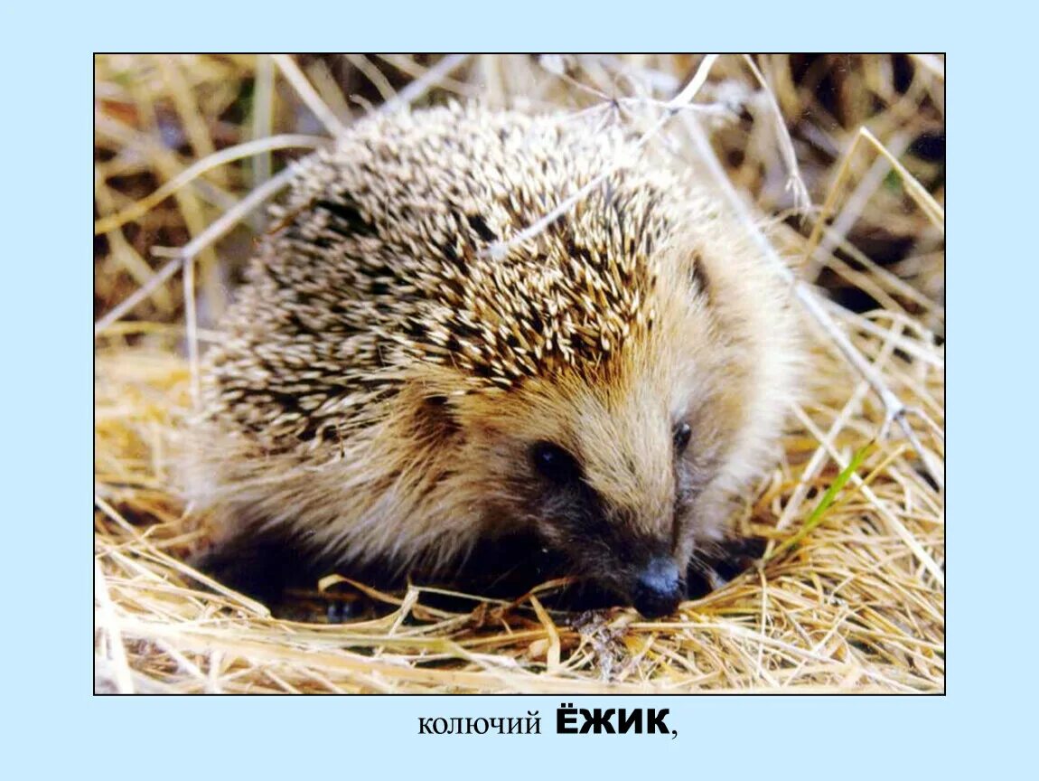 Загадка про ёжика для 1 класса. Загадка про ежа. Загадки из игр. Загадка про пенек для детей. Загадка клубок с иголками схоронился.