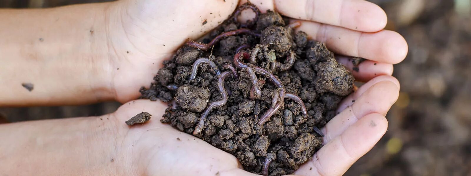 Игральные карты арт. Серпула кольчатый червь. Карта 8 черви. Червяков 8. Кольчатые черви серпула.